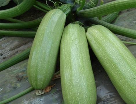 吃晓瓜有哪些好处,养生保健的多重益处揭秘