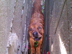 丽江网红动物介绍卡,探秘古城的生态明星