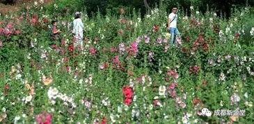 金堂网红诗,诗意漫步，探寻古韵新篇