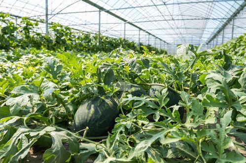 桐乡乡下吃瓜,夏日吃瓜，尽享田园时光