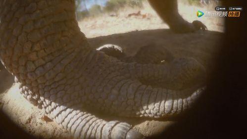 吃瓜吧印度巨蜥,吃瓜吧，揭秘神秘巨兽的生存奥秘