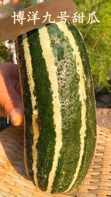 魔兽吃最熟的瓜,探寻最熟瓜的秘密之旅