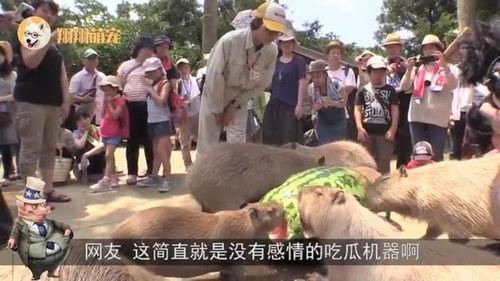 水豚吃瓜哪个最快,谁是瓜界“吃瓜王”