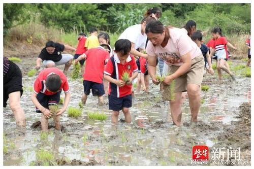焕河村网红奶奶插秧视频,焕河村农耕文化新风尚