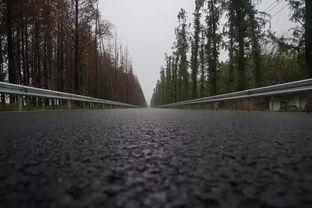 上海最美网红道路图片,邂逅最美网红道路的浪漫画卷