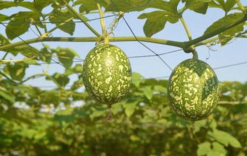 早上吃吊瓜头晕恶心,揭秘吊瓜食用注意事项