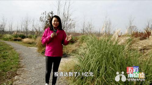 独山港网红,揭秘网络红人的崛起之路