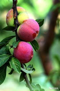 桃园吃瓜,一场别开生面的吃瓜盛宴