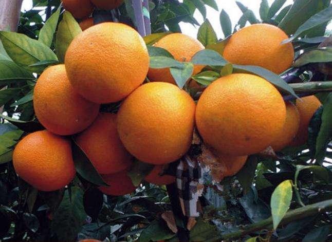 网红休斯顿昂贵的柑橘,昂贵背后的奢华之谜