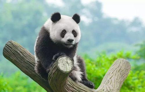 瓜哥带你吃瓜大熊猫,瓜哥带你探秘大熊猫的趣味世界