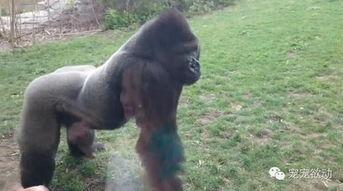 女孩吃瓜变猩猩,揭秘神秘猩猩之谜